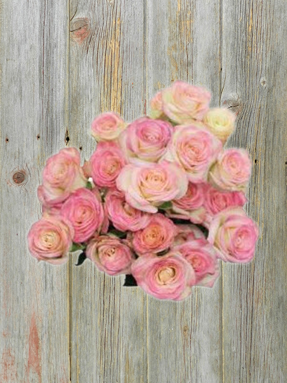 SWEET JEWELS  BICOLOR WHITE & PINK SPRAY ROSE